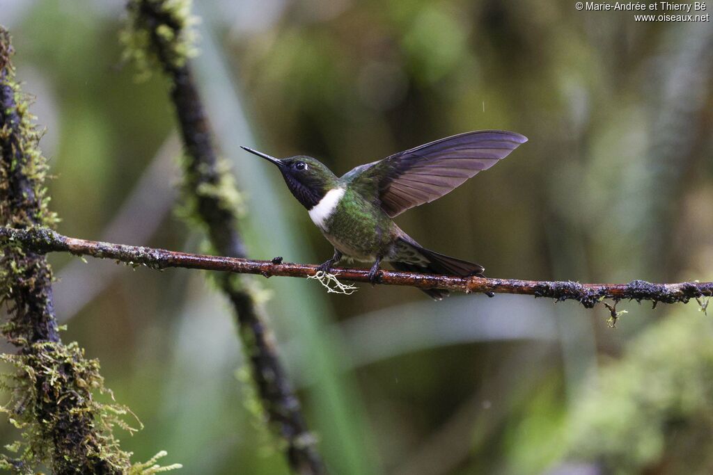 Amethyst-throated Sunangel