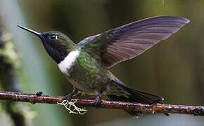 Amethyst-throated Sunangel