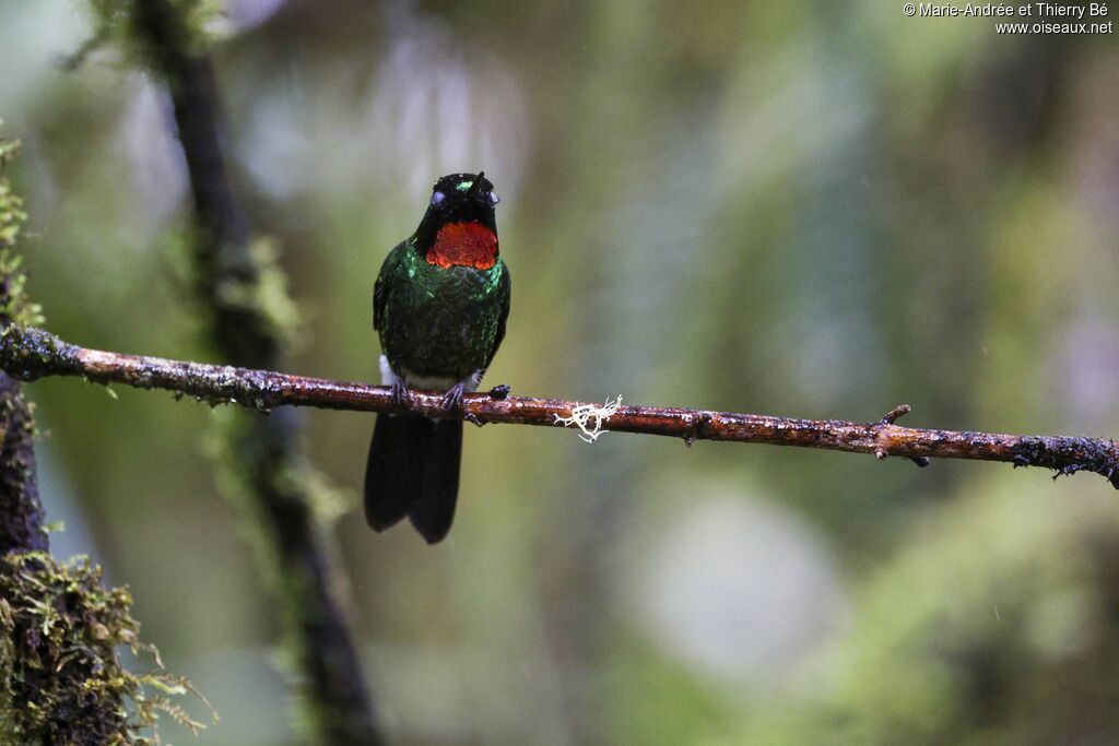 Flame-throated Sunangel