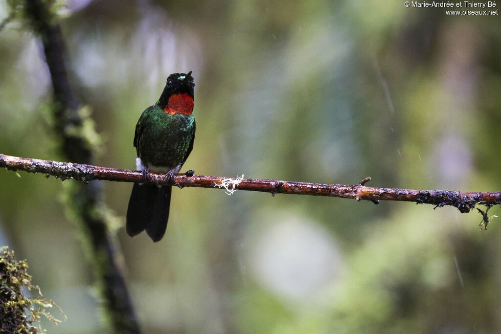 Flame-throated Sunangel