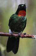 Flame-throated Sunangel