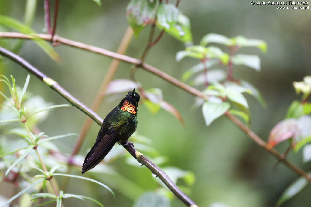 Flame-throated Sunangel