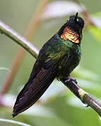 Flame-throated Sunangel