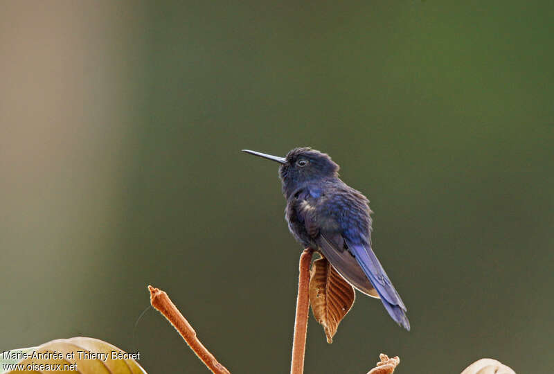 Royal Sunangel male adult, pigmentation