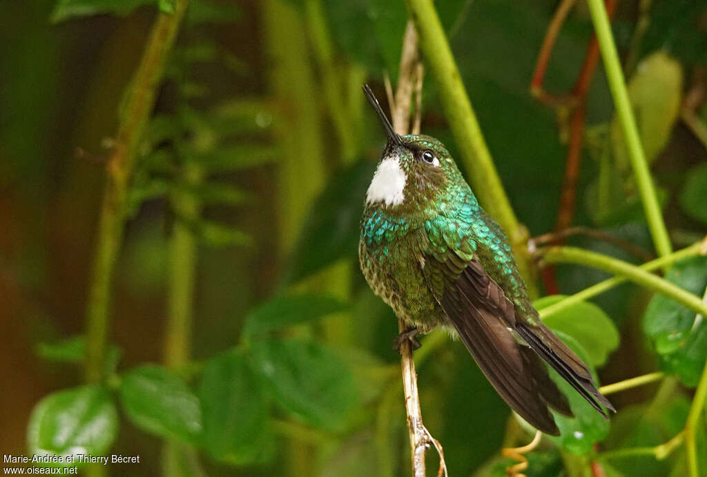 Tourmaline Sunangel female, identification