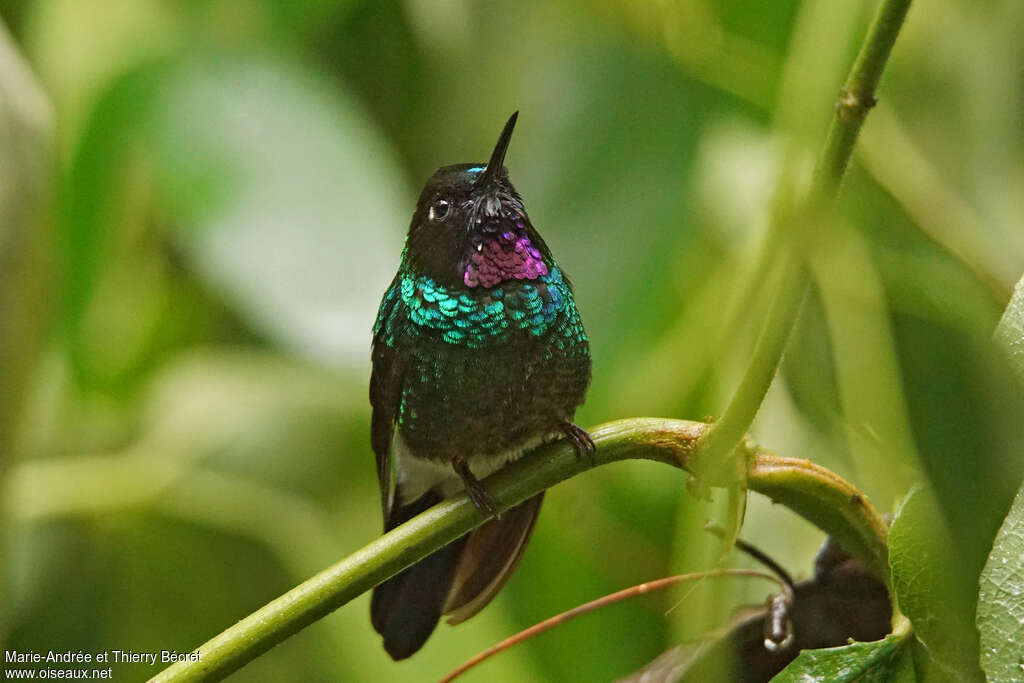 Héliange tourmaline mâle adulte, identification