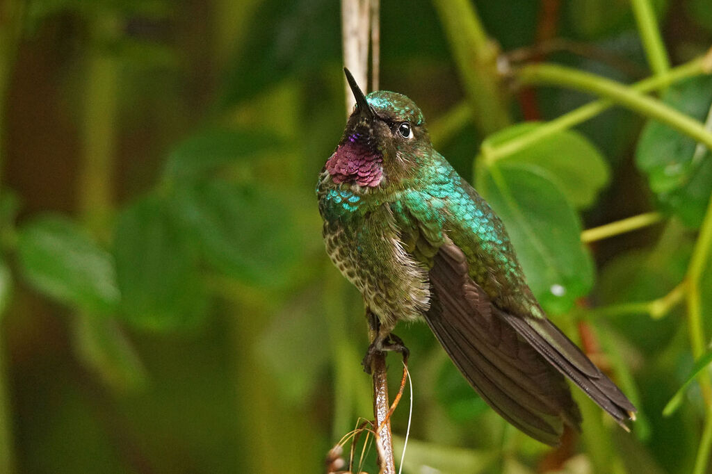 Tourmaline Sunangel male