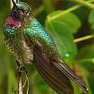 Héliange tourmaline