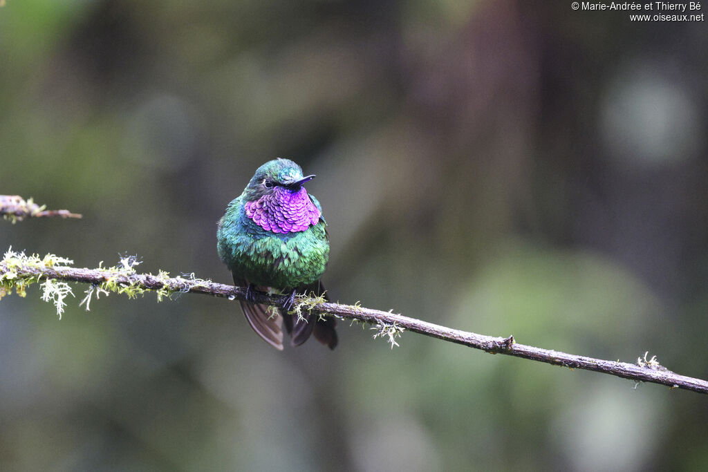 Purple-throated Sunangel