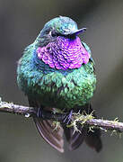 Purple-throated Sunangel