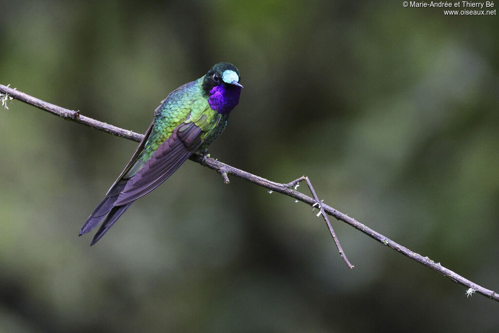 Purple-throated Sunangel