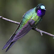 Purple-throated Sunangel