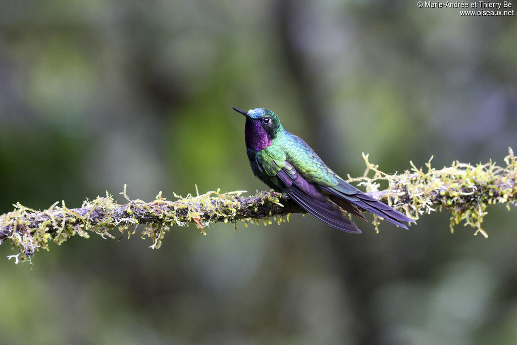 Purple-throated Sunangel