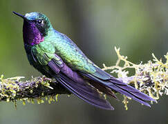 Purple-throated Sunangel