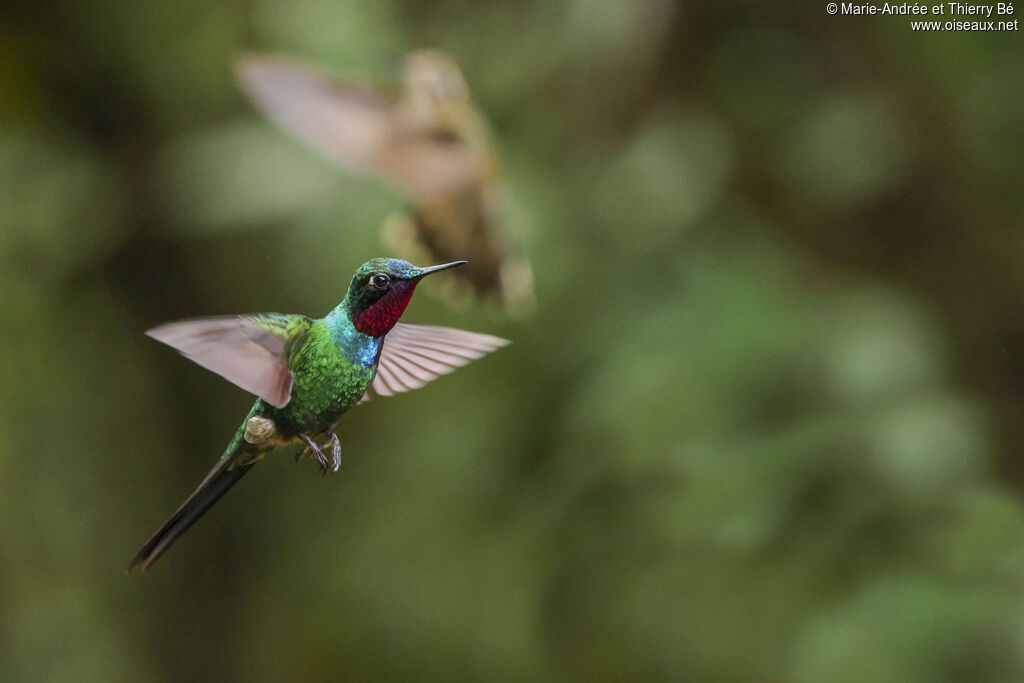 Purple-throated Sunangel