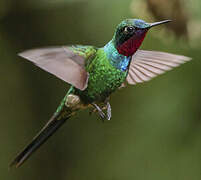 Purple-throated Sunangel