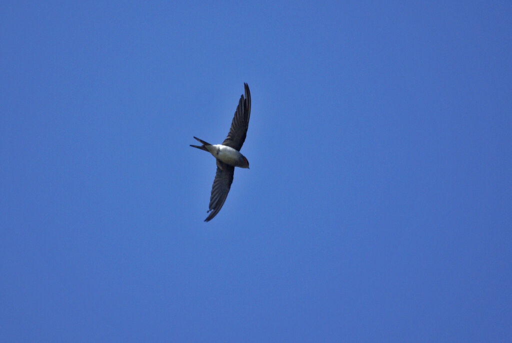 Crested Treeswift