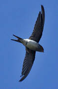 Crested Treeswift