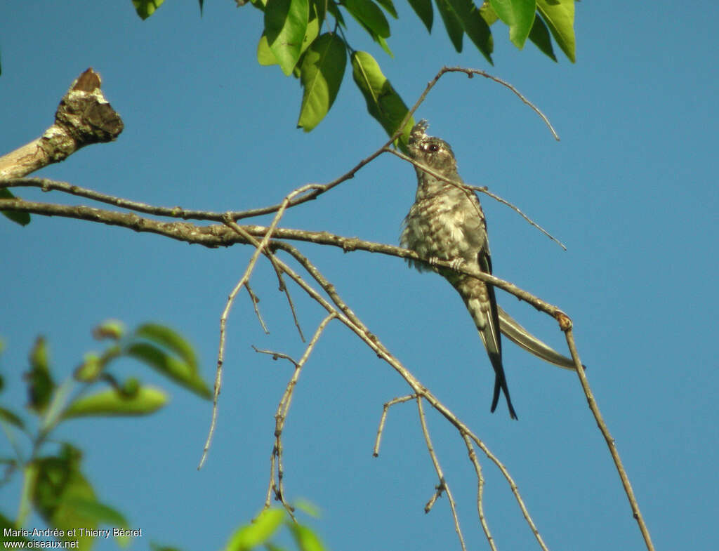 Hémiprocné couronnéjuvénile, identification