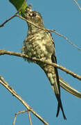 Crested Treeswift