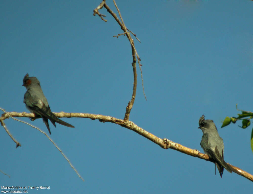 Crested Treeswift female adult