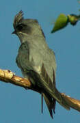 Crested Treeswift