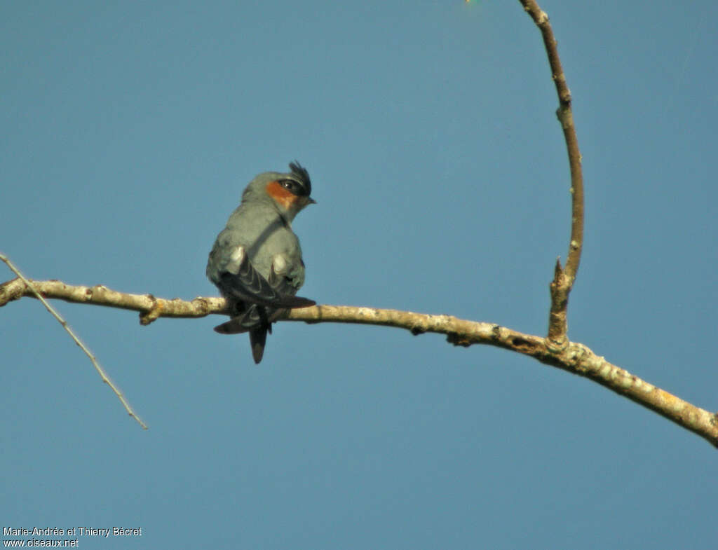 Crested Treeswift