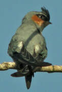 Crested Treeswift