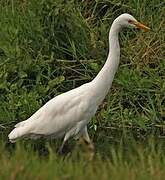 Yellow-billed Egret