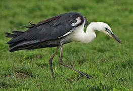 White-necked Heron