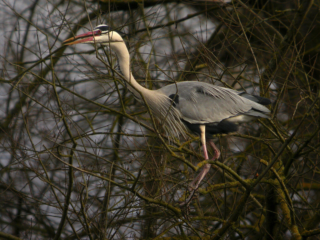 Grey Heron