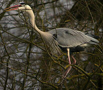 Grey Heron