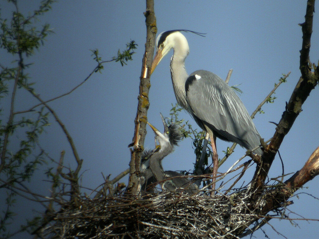 Grey Heron