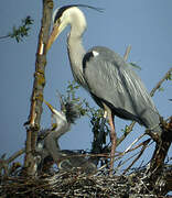 Grey Heron