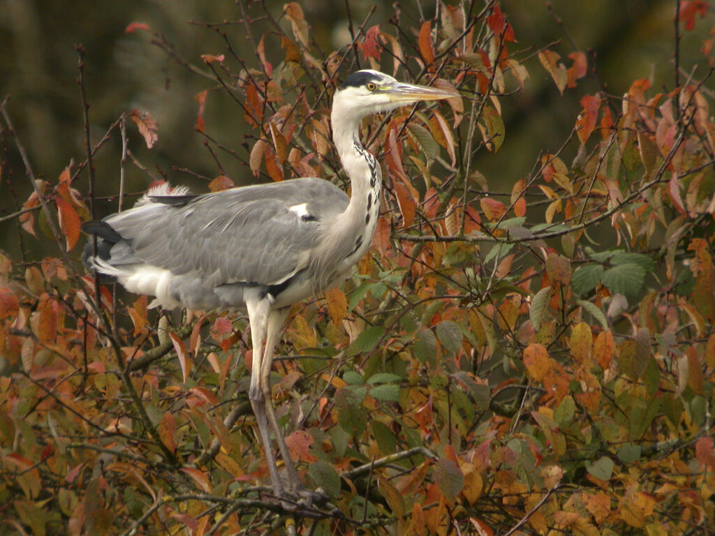 Grey Heron