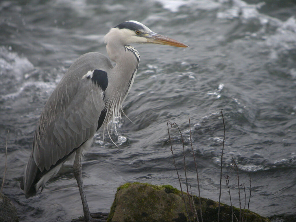 Grey Heron