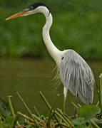 Cocoi Heron