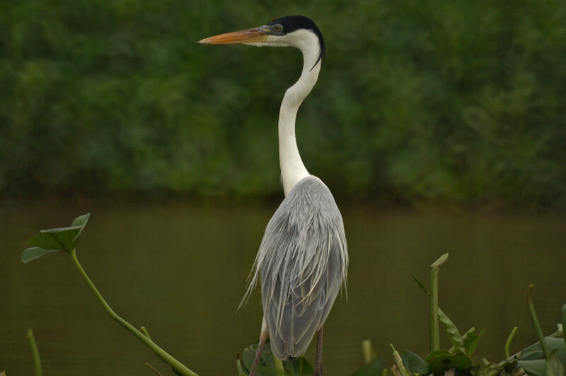 Cocoi Heron