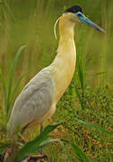 Capped Heron