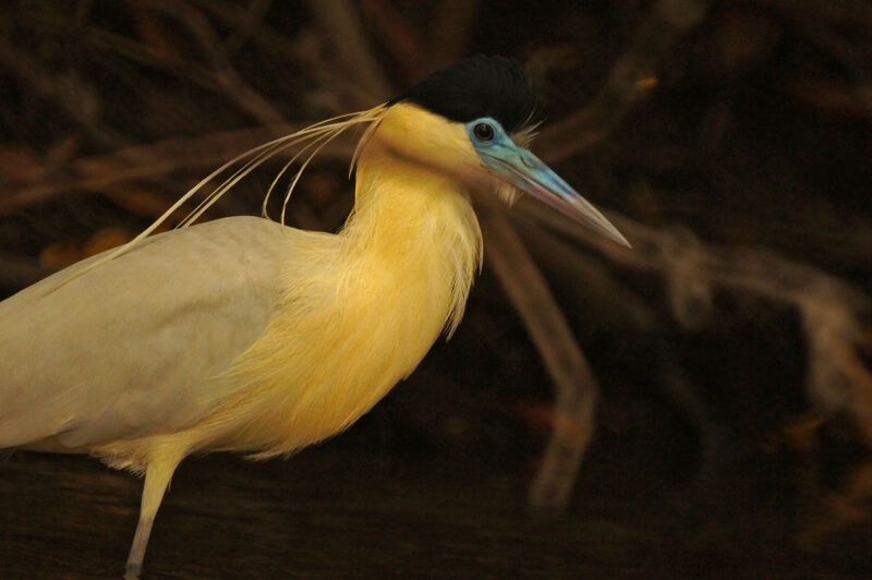 Capped Heron