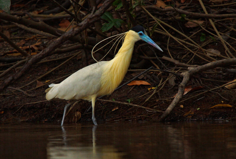 Capped Heron