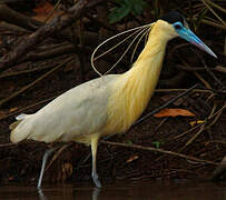 Capped Heron