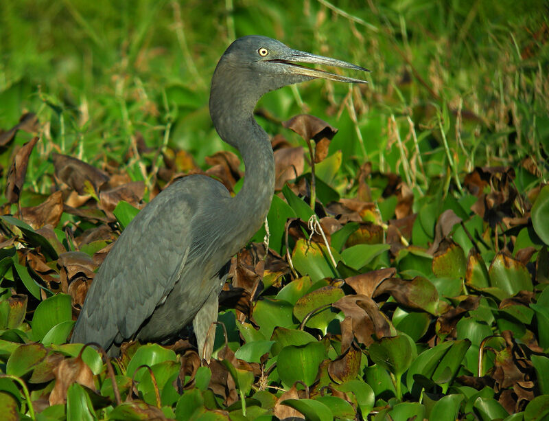 Humblot's Heron