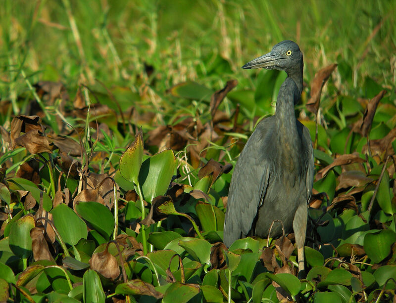 Humblot's Heron