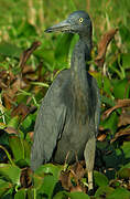 Humblot's Heron