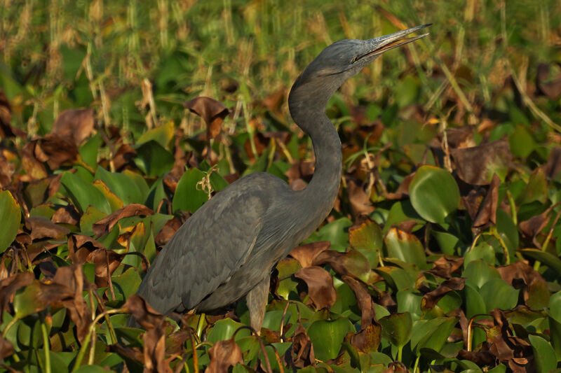 Humblot's Heron