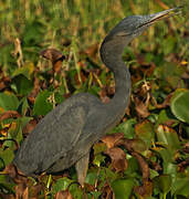 Humblot's Heron