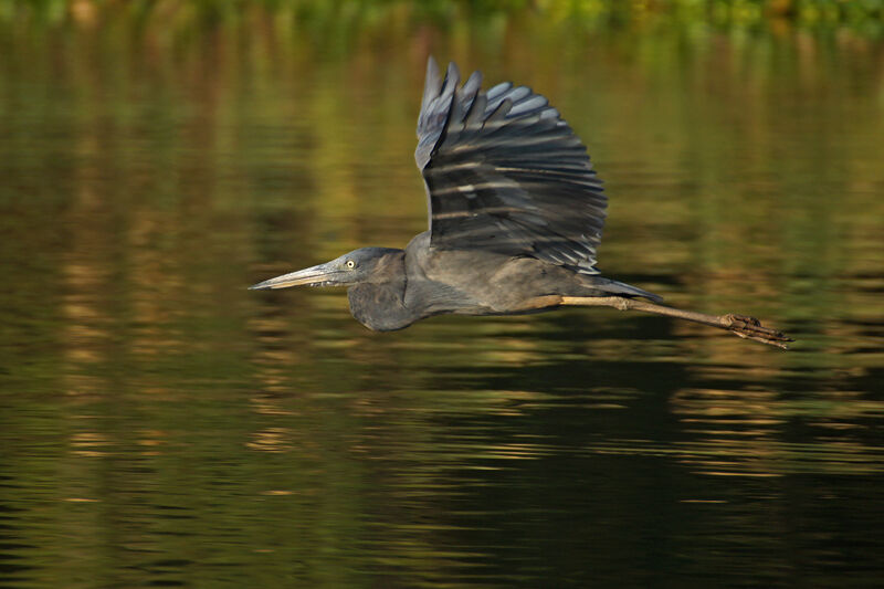 Humblot's Heron