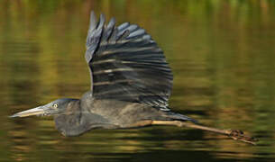 Humblot's Heron