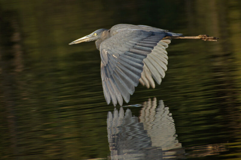 Humblot's Heron